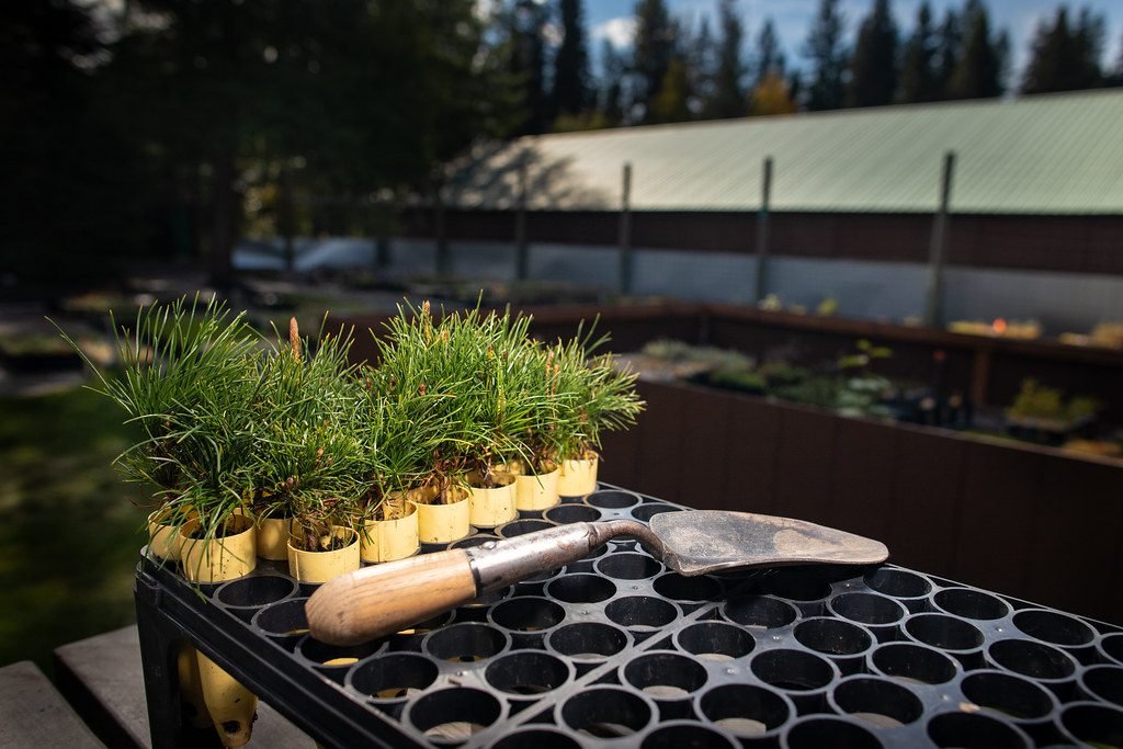 Plant Nurseries website design